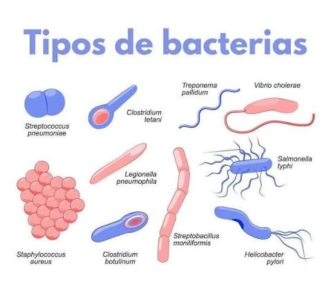 bacteria