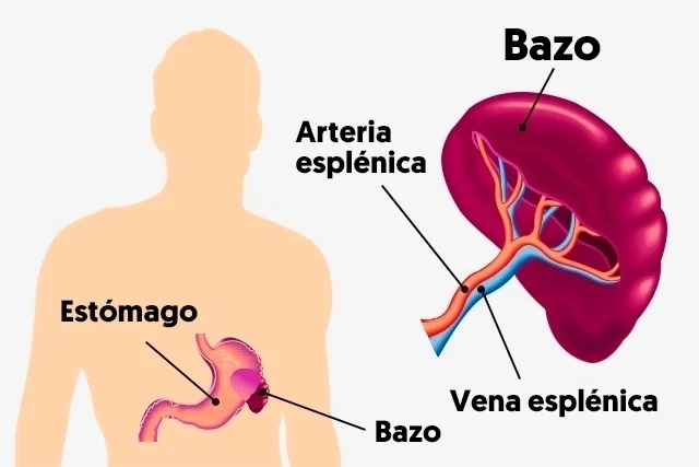 bazo