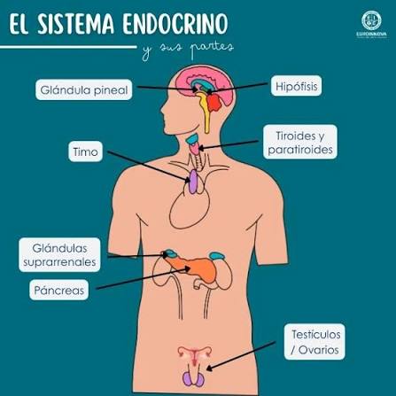 sistema endocrino