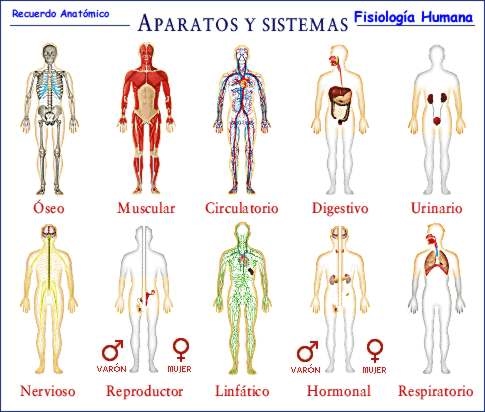 los sistemas del cuerpo humano