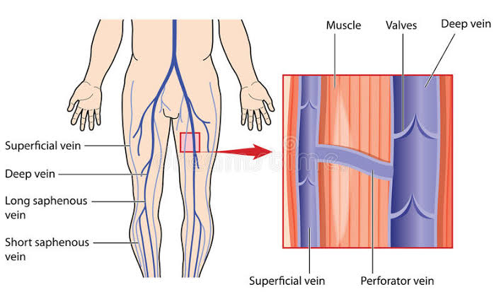 venas superficiales y profundas