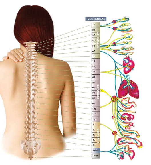 Comparativa de las vértebras cervicales