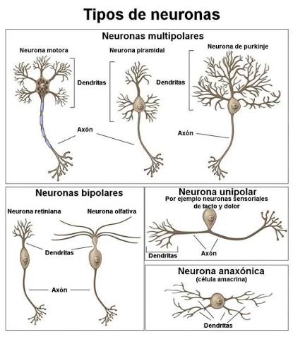 Tipos de neuronas