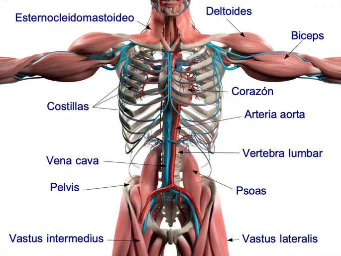 Conoces el cuerpo humano