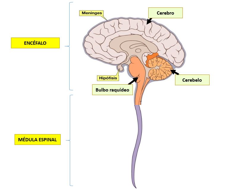 sistema nervioso central