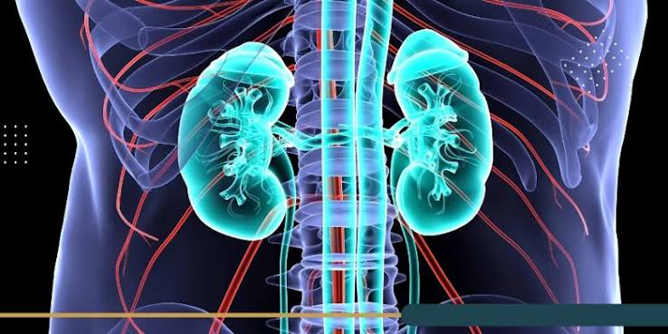 la función renal